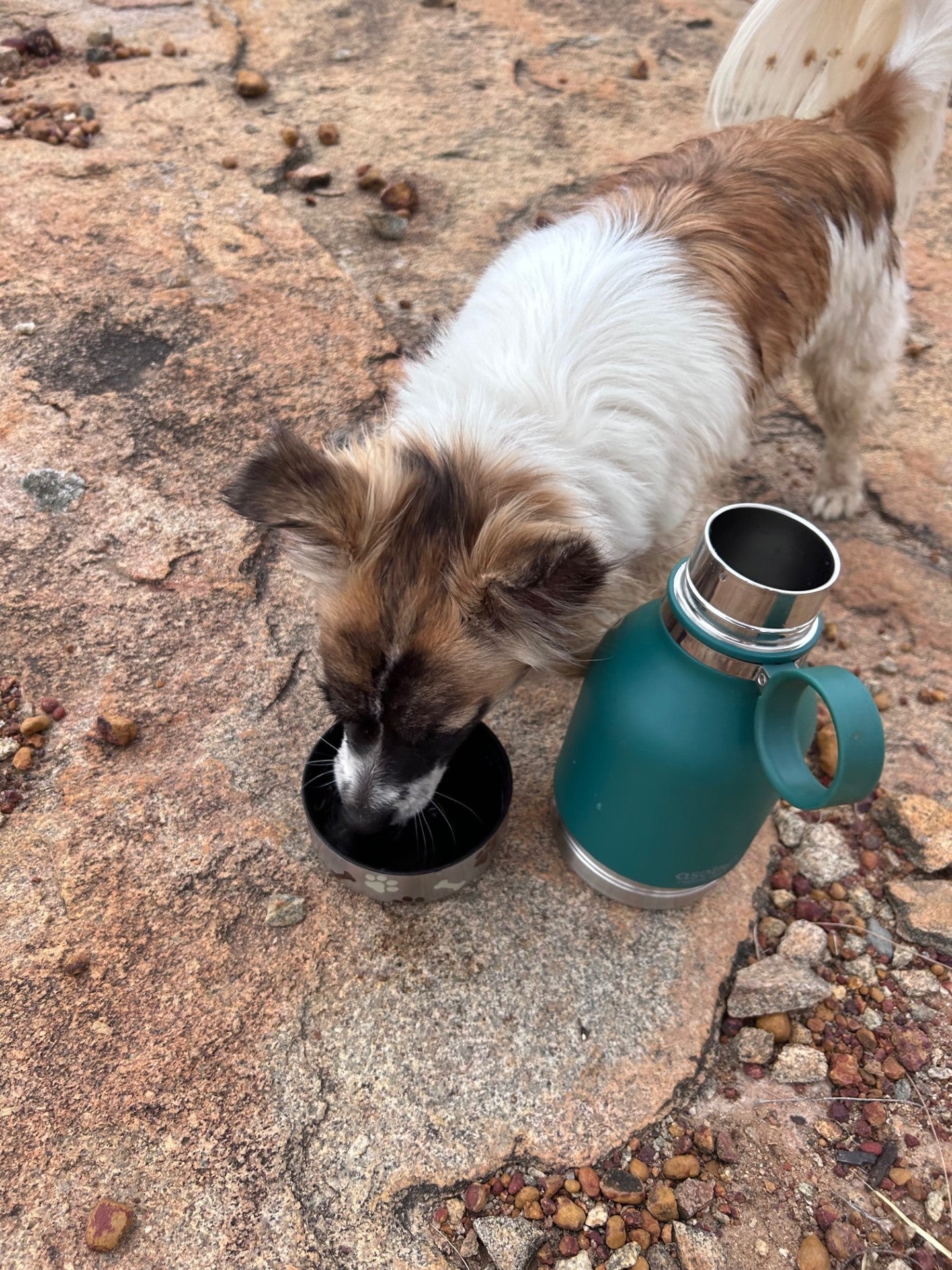 Asobu water bottle Miss Lily by dktraveldogs.com