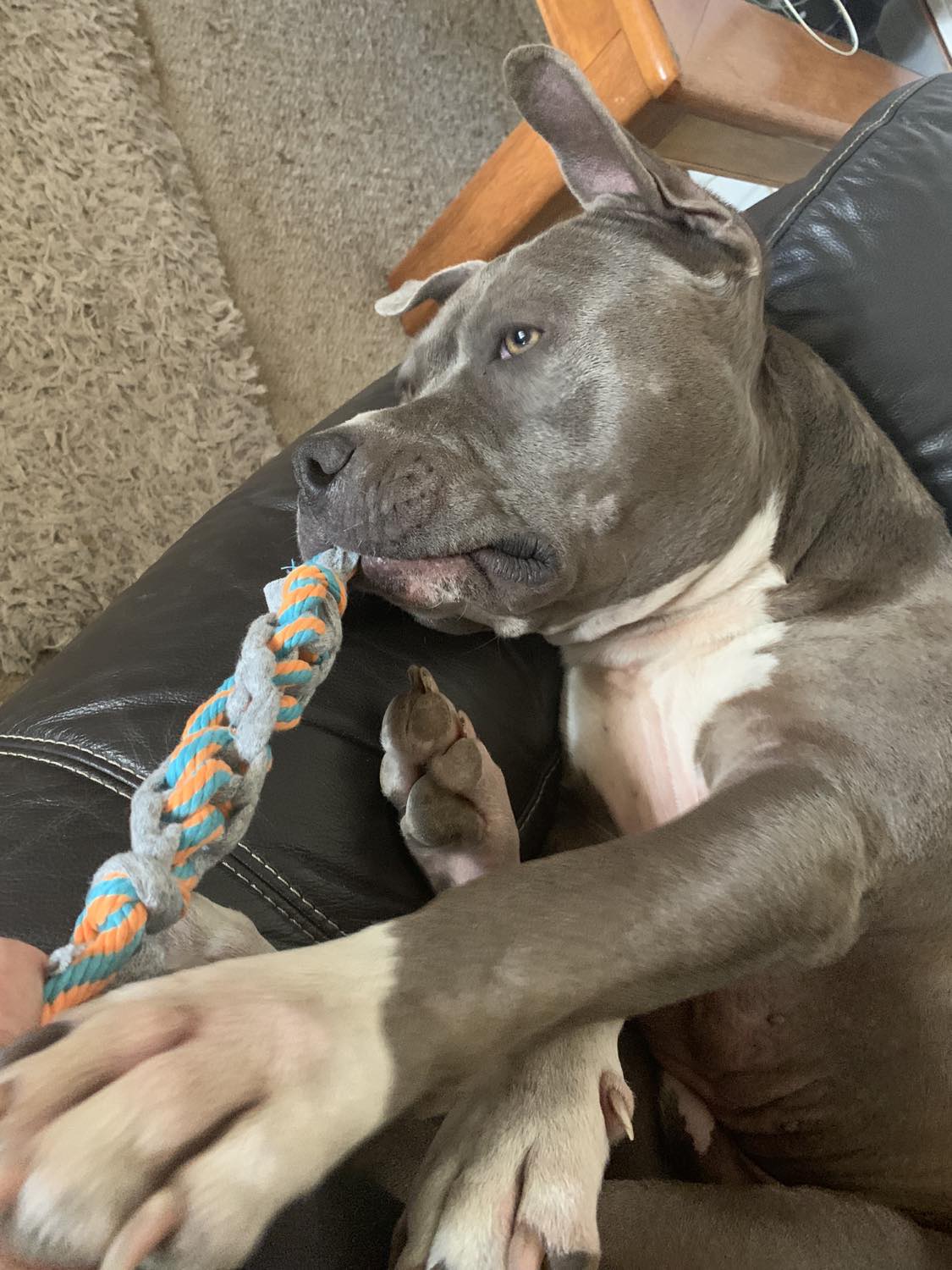 chew rope by dktraveldogs.com