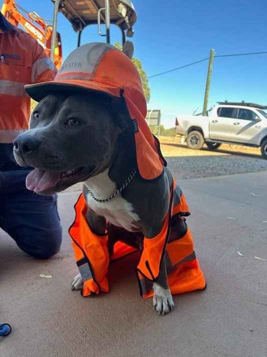 Safety First at dktraveldogs.com
