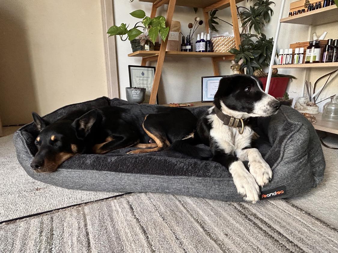 Feandra XL Dog Bed by dktraveldogs.com