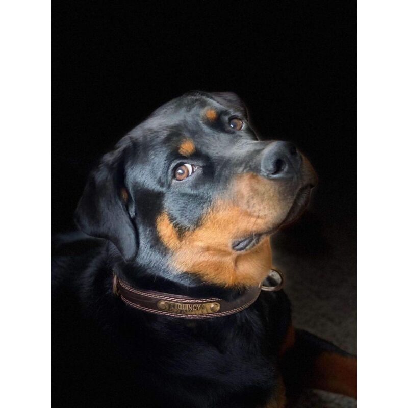 Personalised Leather Dog Collar by dktraveldogs.com