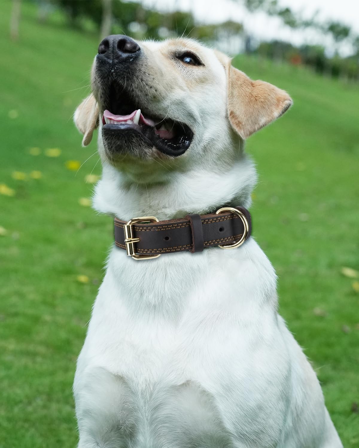 Leather Collar 41m - 56cm by dktraveldogs.com