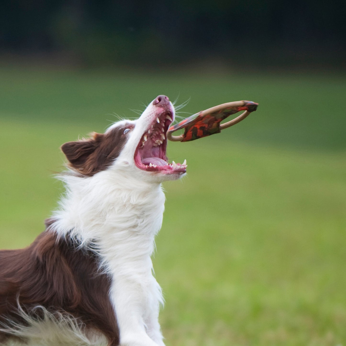 Dog Frisbee Medium - Fetch Toy by dktraveldogs.com