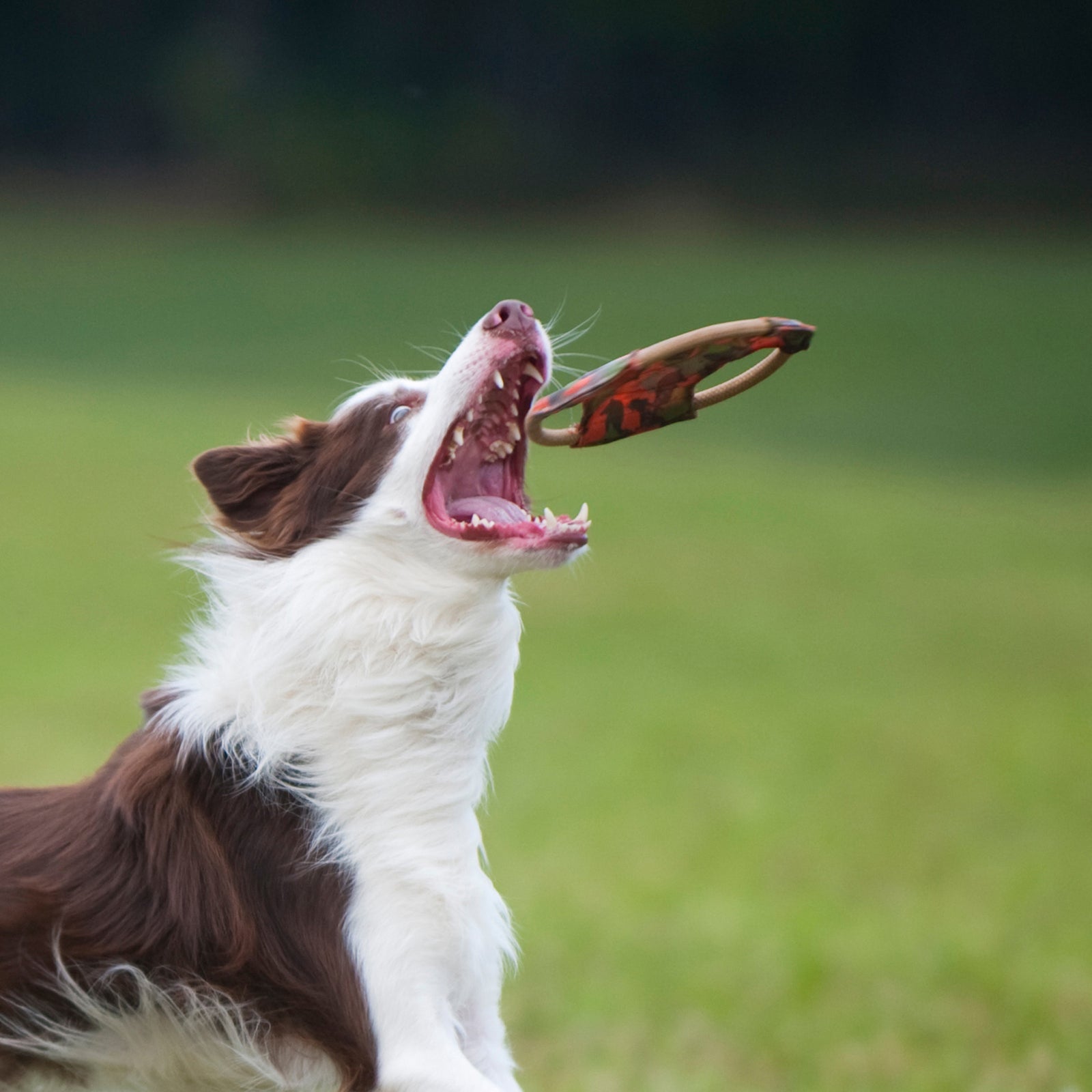 Dog Frisbee Medium - Fetch Toy by dktraveldogs.com