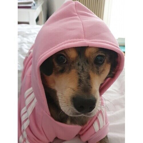 Pink Adidog Dog Hoodie by dktraveldogs.com