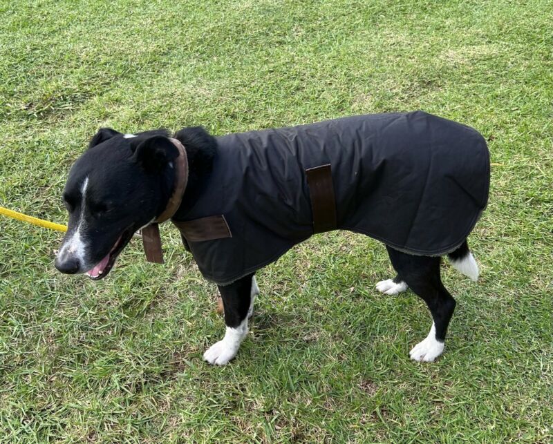 Oilskin Coat by dktraveldogs.com